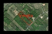 TERRENO VILLA S G TUSCIA VT